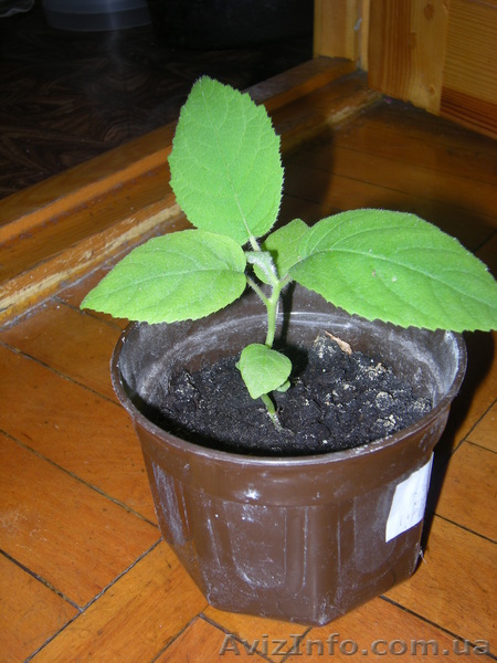 екзотические растения - <ro>Изображение</ro><ru>Изображение</ru> #1, <ru>Объявление</ru> #68462