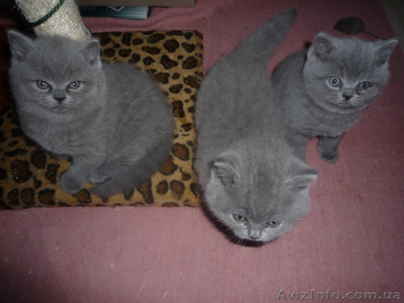 Продам шотландских прямоухих девочек - <ro>Изображение</ro><ru>Изображение</ru> #1, <ru>Объявление</ru> #141419