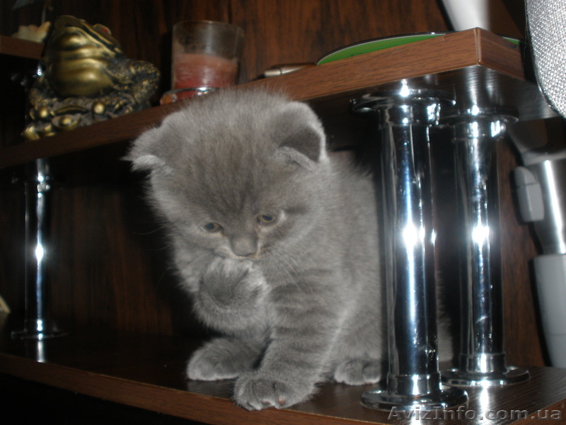 Плюшевые котята - <ro>Изображение</ro><ru>Изображение</ru> #1, <ru>Объявление</ru> #156422