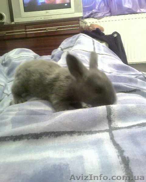 продам кроликов от белого фландера - <ro>Изображение</ro><ru>Изображение</ru> #1, <ru>Объявление</ru> #239976