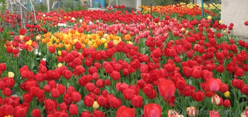 Луковицы сортовых Тюльпанов - <ro>Изображение</ro><ru>Изображение</ru> #1, <ru>Объявление</ru> #344704