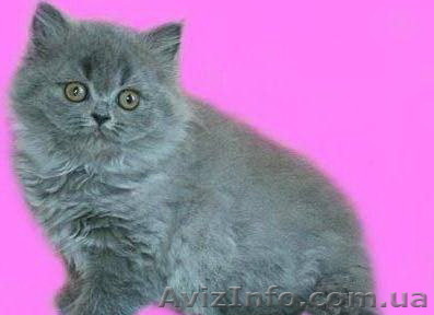 британського котика! - <ro>Изображение</ro><ru>Изображение</ru> #1, <ru>Объявление</ru> #420310