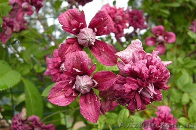 Продам клематисы (Польские сорта) - <ro>Изображение</ro><ru>Изображение</ru> #1, <ru>Объявление</ru> #563527