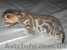 Бенгальские котята ,,,,,,,,,,,,,, - <ro>Изображение</ro><ru>Изображение</ru> #1, <ru>Объявление</ru> #701154