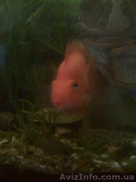 продам рыбку попугай-ангел(15см) - <ro>Изображение</ro><ru>Изображение</ru> #1, <ru>Объявление</ru> #723363