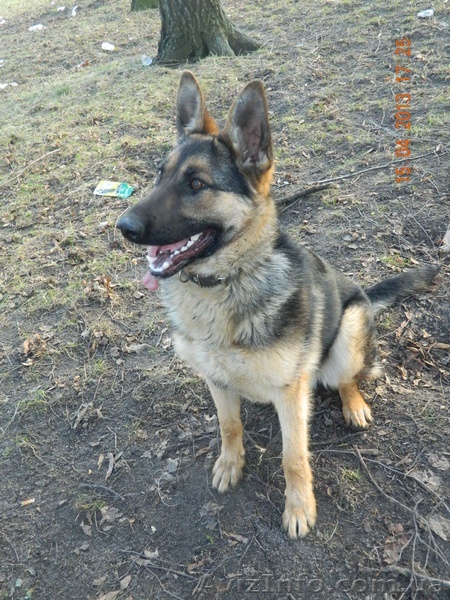 продам нем.Овчарку - <ro>Изображение</ro><ru>Изображение</ru> #1, <ru>Объявление</ru> #883785