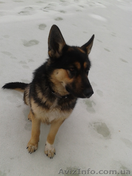 Щенки породы Немецкая овчарка 150 грн (098 377 43 73 ) - <ro>Изображение</ro><ru>Изображение</ru> #1, <ru>Объявление</ru> #904686