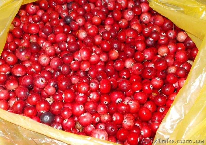 Свежая клюква.2013г. - <ro>Изображение</ro><ru>Изображение</ru> #1, <ru>Объявление</ru> #956289