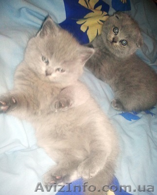 Шотландские вислоухие котята - <ro>Изображение</ro><ru>Изображение</ru> #1, <ru>Объявление</ru> #1017779
