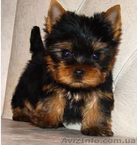 Продам мини щенков йоркширского терьера VIP - SHOW класса - <ro>Изображение</ro><ru>Изображение</ru> #1, <ru>Объявление</ru> #1063854