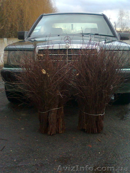 Метла  березовая, продам - <ro>Изображение</ro><ru>Изображение</ru> #1, <ru>Объявление</ru> #1088247