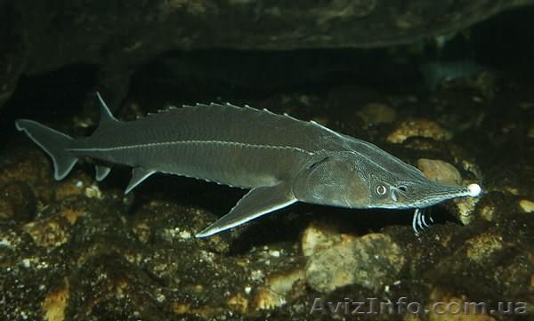 Продам комбикорм для африканского сома, осетра - <ro>Изображение</ro><ru>Изображение</ru> #1, <ru>Объявление</ru> #1147177