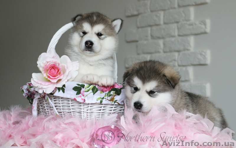 Щенки маламута с элитной родословной - <ro>Изображение</ro><ru>Изображение</ru> #1, <ru>Объявление</ru> #1216742