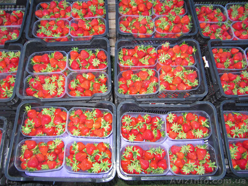 Сезонная работа для женщин и мужчин в Украине - <ro>Изображение</ro><ru>Изображение</ru> #1, <ru>Объявление</ru> #1547144