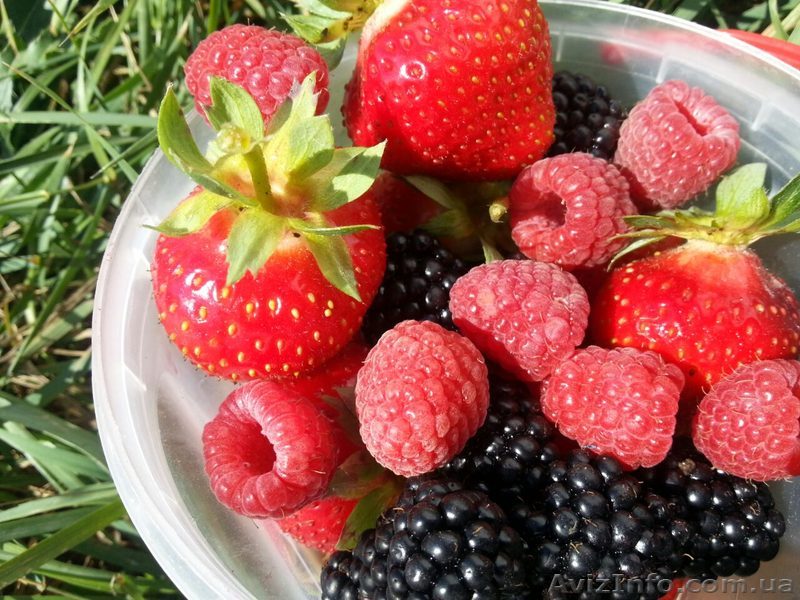 требуется бригадир - <ro>Изображение</ro><ru>Изображение</ru> #1, <ru>Объявление</ru> #1567110