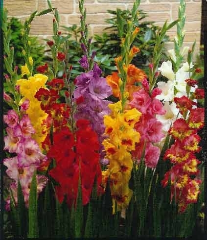 Гладиолусы - смесь сортов - 10 луковиц - <ro>Изображение</ro><ru>Изображение</ru> #1, <ru>Объявление</ru> #1651940