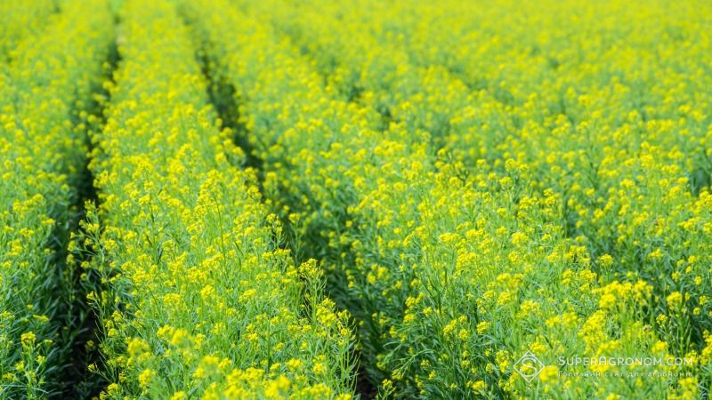 Насіння ранньостиглого озимого ріпаку – Снігова Королева - <ro>Изображение</ro><ru>Изображение</ru> #1, <ru>Объявление</ru> #1661658