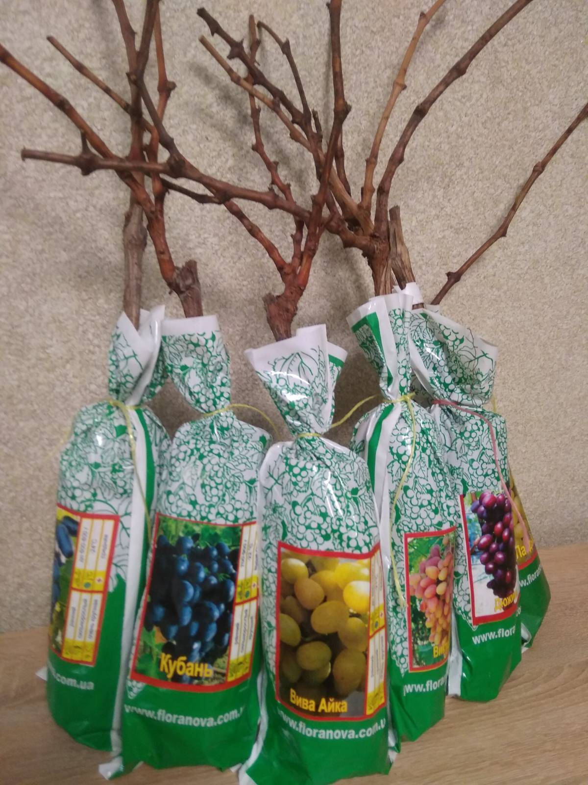 Продажа саженцев винограда ОПТ на весну 2022 года - <ro>Изображение</ro><ru>Изображение</ru> #1, <ru>Объявление</ru> #1720453