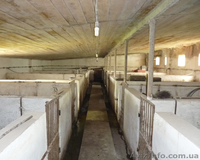 Продається свинокомплекс  - <ro>Изображение</ro><ru>Изображение</ru> #1, <ru>Объявление</ru> #69000