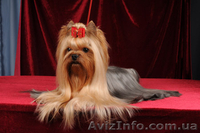 Гламурные Щеночки Йоркширского терьера.Доставка/КСУ - <ro>Изображение</ro><ru>Изображение</ru> #1, <ru>Объявление</ru> #154947