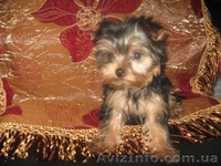 Гламурные Щеночки Йоркширского терьера.Доставка/КСУ - <ro>Изображение</ro><ru>Изображение</ru> #3, <ru>Объявление</ru> #154947
