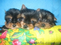 Элитные и Гламурные  Щеночки Йоркширского терьера - <ro>Изображение</ro><ru>Изображение</ru> #2, <ru>Объявление</ru> #170836