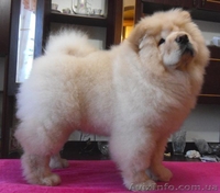 Кремовые щеночки чау-чау - <ro>Изображение</ro><ru>Изображение</ru> #1, <ru>Объявление</ru> #193217