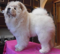 Кремовые щеночки чау-чау - <ro>Изображение</ro><ru>Изображение</ru> #2, <ru>Объявление</ru> #193217