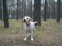 Появились щенки Лабрадор Ретривер - <ro>Изображение</ro><ru>Изображение</ru> #2, <ru>Объявление</ru> #208322