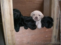 Появились щенки Лабрадор Ретривер - <ro>Изображение</ro><ru>Изображение</ru> #1, <ru>Объявление</ru> #208322