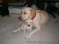 Появились щенки Лабрадор Ретривер - <ro>Изображение</ro><ru>Изображение</ru> #3, <ru>Объявление</ru> #208322