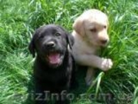 Появились щенки Лабрадор Ретривер - <ro>Изображение</ro><ru>Изображение</ru> #5, <ru>Объявление</ru> #208322