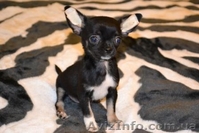 Чихуахуа шоу-класса! - <ro>Изображение</ro><ru>Изображение</ru> #2, <ru>Объявление</ru> #279181