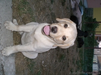 Появились щенки Лабрадор Ретривер - <ro>Изображение</ro><ru>Изображение</ru> #7, <ru>Объявление</ru> #208322