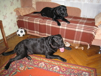 Срочно щенки лабрадор ретривер - <ro>Изображение</ro><ru>Изображение</ru> #4, <ru>Объявление</ru> #246934