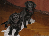 Срочно щенки лабрадор ретривер - <ro>Изображение</ro><ru>Изображение</ru> #2, <ru>Объявление</ru> #246934