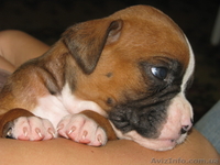 ПРОДАЮ ЩЕНКИ БОКСЕРА - <ro>Изображение</ro><ru>Изображение</ru> #1, <ru>Объявление</ru> #354888