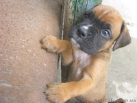 ПРОДАЮ ЩЕНКИ БОКСЕРА - <ro>Изображение</ro><ru>Изображение</ru> #3, <ru>Объявление</ru> #354888