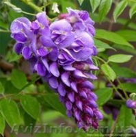 Глициния (Вистерия), саженцы - <ro>Изображение</ro><ru>Изображение</ru> #2, <ru>Объявление</ru> #379130