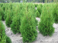 Ландшафтний дизайн.    Реалізація посадкового матеріалу.         - <ro>Изображение</ro><ru>Изображение</ru> #2, <ru>Объявление</ru> #380018