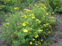 Ландшафтний дизайн.    Реалізація посадкового матеріалу.         - <ro>Изображение</ro><ru>Изображение</ru> #1, <ru>Объявление</ru> #380018