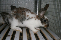 продам кроликов породи рекс - <ro>Изображение</ro><ru>Изображение</ru> #4, <ru>Объявление</ru> #378281