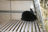 продам кроликов породи рекс - <ro>Изображение</ro><ru>Изображение</ru> #7, <ru>Объявление</ru> #378281