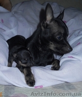 Продам щенка русского той-терьера - <ro>Изображение</ro><ru>Изображение</ru> #3, <ru>Объявление</ru> #455741