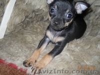 Продам щенка русского той-терьера - <ro>Изображение</ro><ru>Изображение</ru> #1, <ru>Объявление</ru> #455741