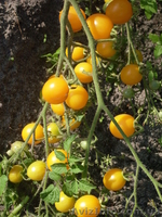 Семена-почтой: коллекция разнообразных томатов, всего около 300 сортов - <ro>Изображение</ro><ru>Изображение</ru> #1, <ru>Объявление</ru> #504665