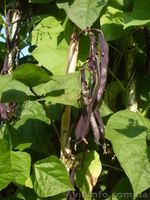 Семена-почтой: коллекция фасоли зерновой, спаржевой, грибной, вигны. - <ro>Изображение</ro><ru>Изображение</ru> #3, <ru>Объявление</ru> #504698