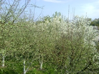 Продам дачу в Рівне (Городище) - <ro>Изображение</ro><ru>Изображение</ru> #2, <ru>Объявление</ru> #564182