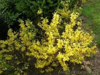 ФОРЗИЦИЯ - Многолетник (саженцы) - <ro>Изображение</ro><ru>Изображение</ru> #1, <ru>Объявление</ru> #605177