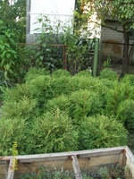 Ялинка голуба, саженці, ель голубая, новорічна ялинка - <ro>Изображение</ro><ru>Изображение</ru> #2, <ru>Объявление</ru> #790898